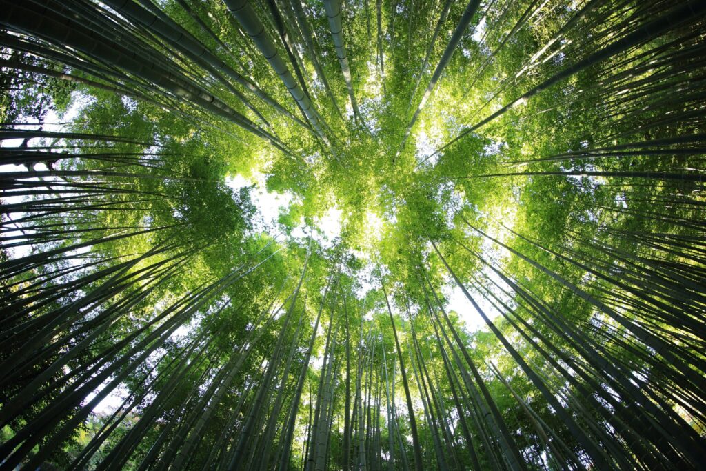 an image of a forest